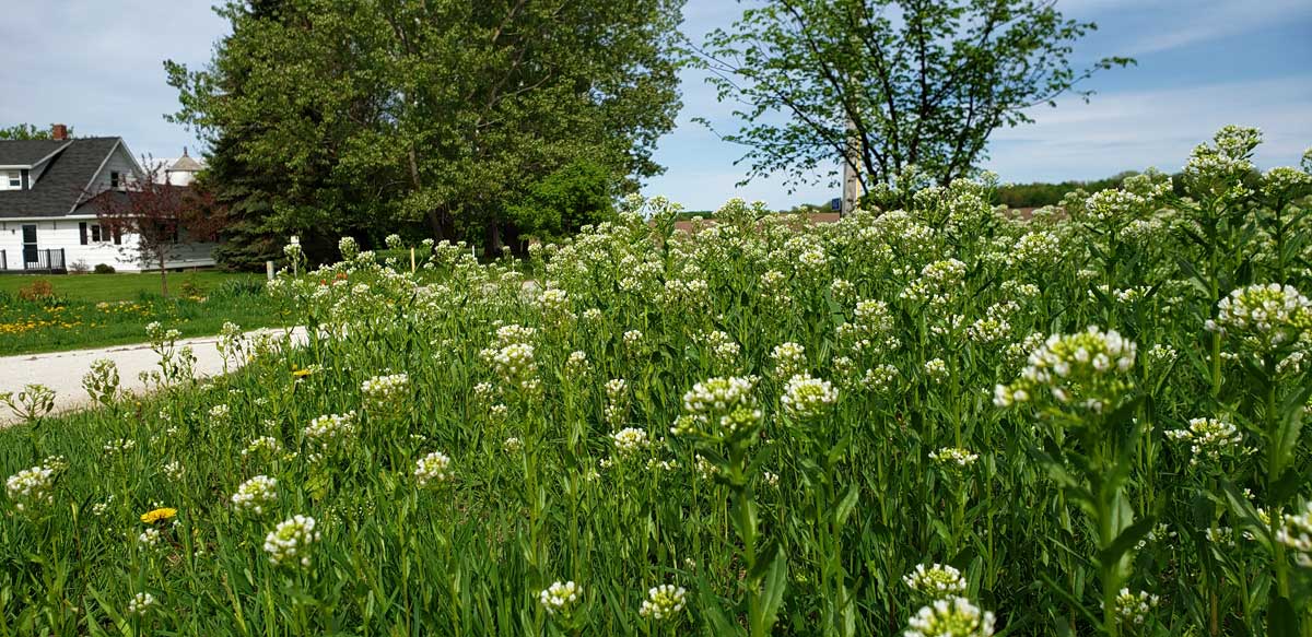 Pennycress in a disturbed lawn