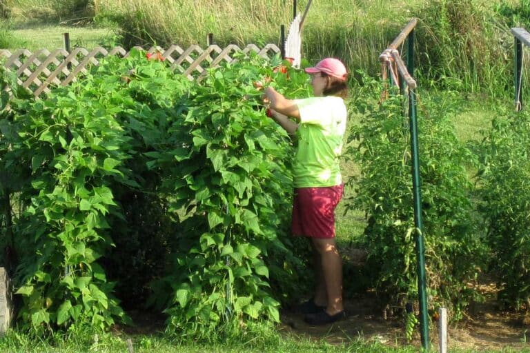 woman picking pole beans on trellis