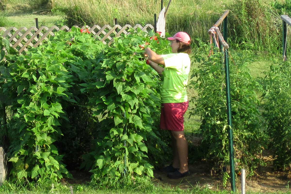 woman picking pole beans on trellis