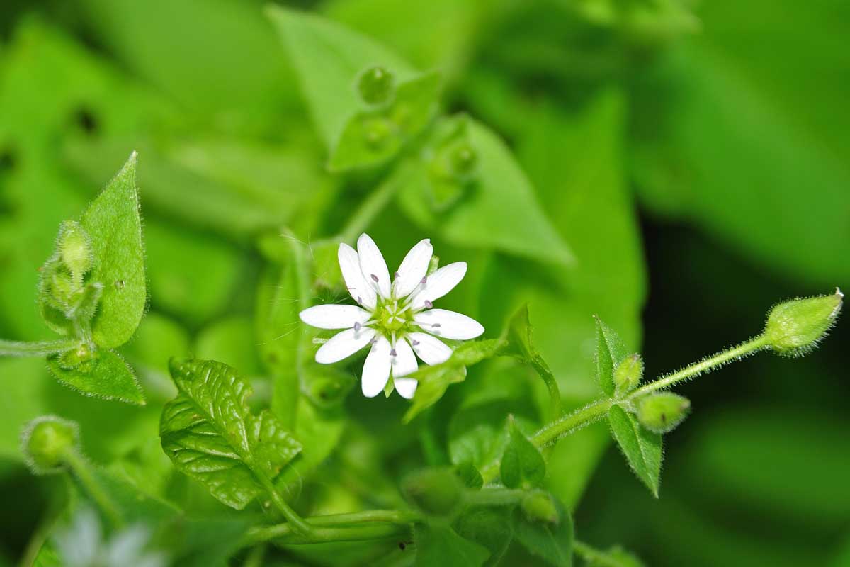 common chickweed - stellaria media