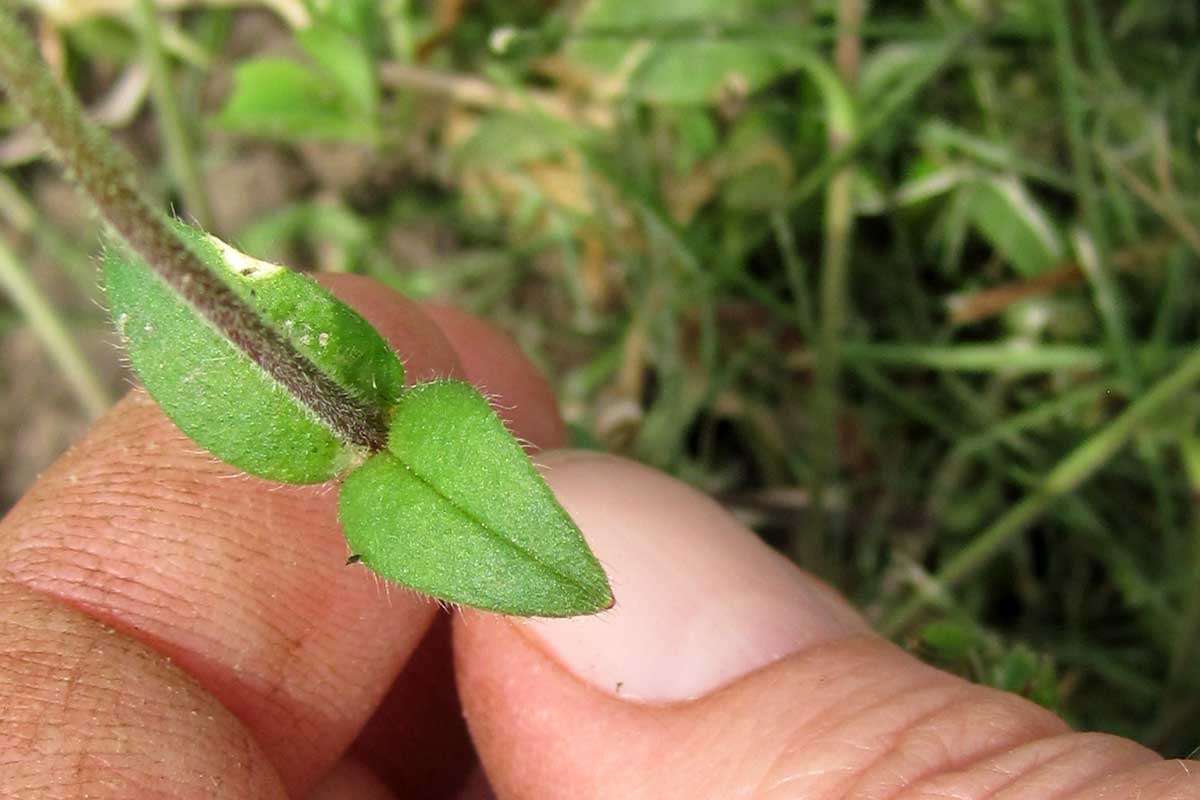 Stellaria media leaves