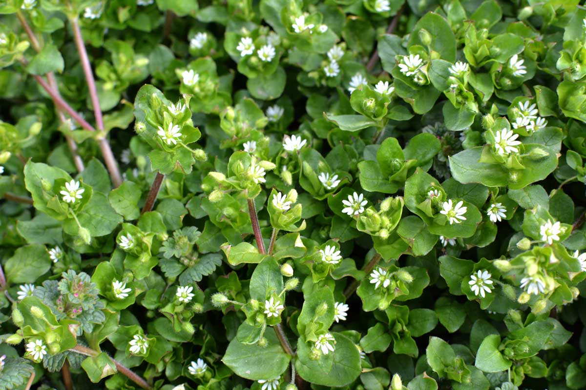 common chickweed plants in flower