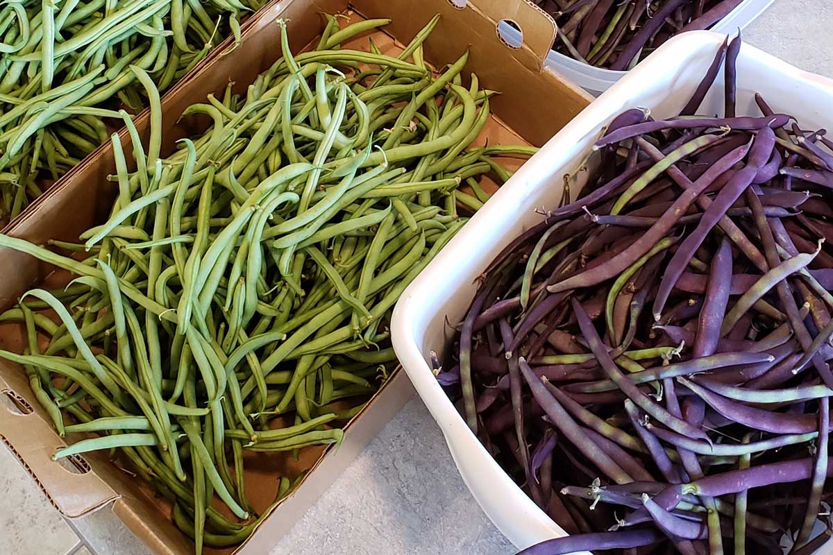 bins of fresh green and purple beans
