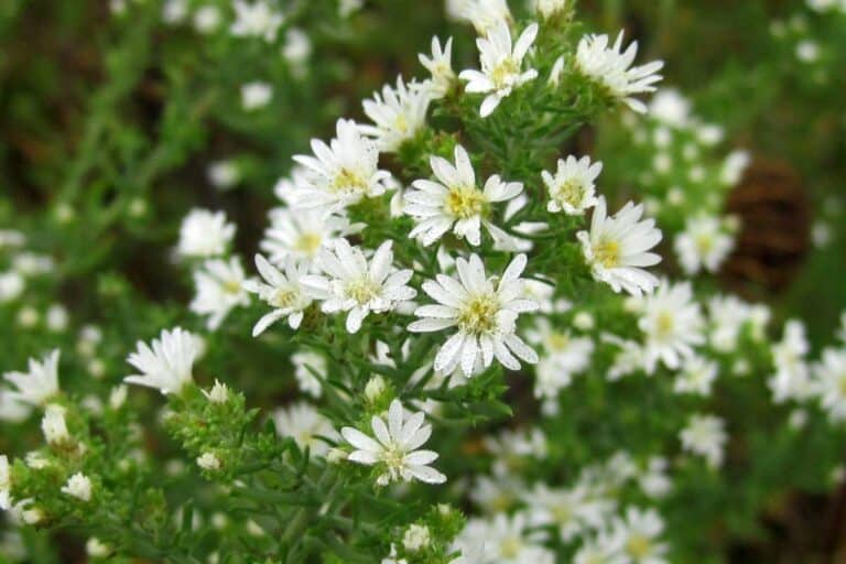 Heath Aster - Symphyotrichum ericoides