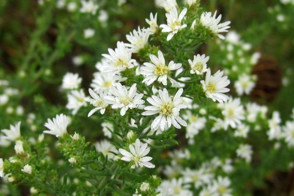 Heath Aster - Symphyotrichum ericoides