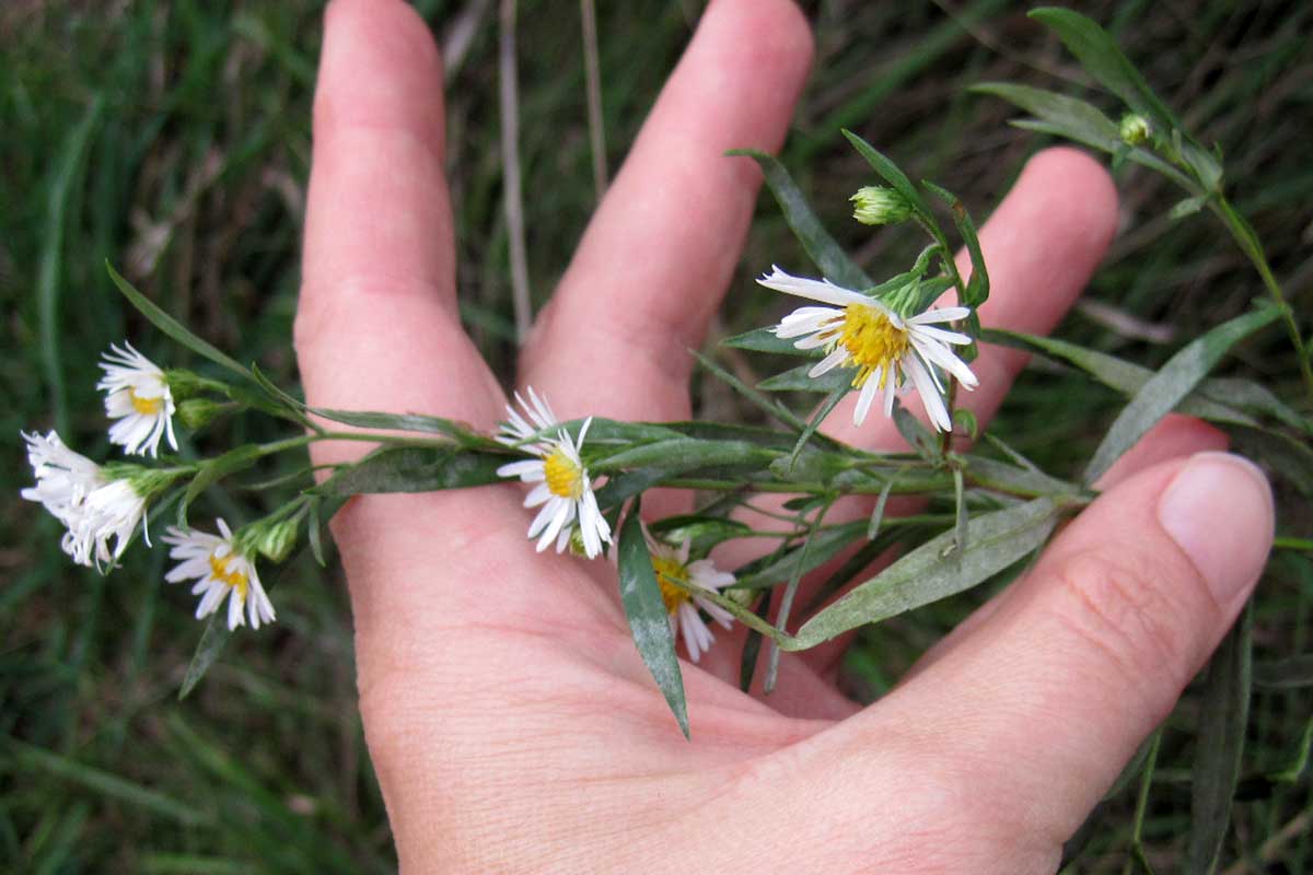 Symphyotrichum ericoides leaves