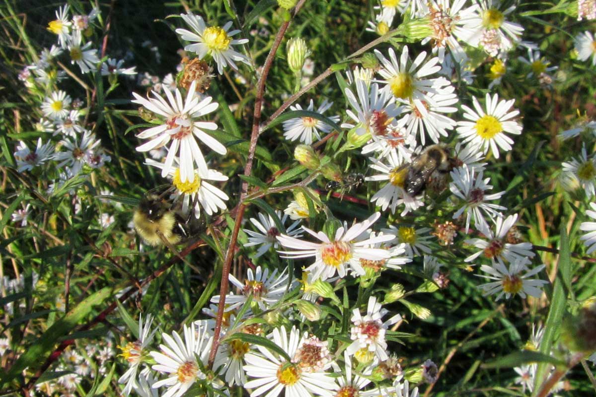 bumblebees on heath aster