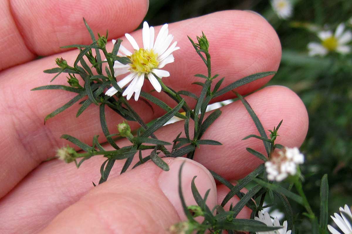 heath aster white flowers