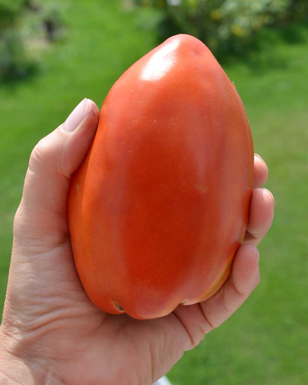 large Opalka paste tomato