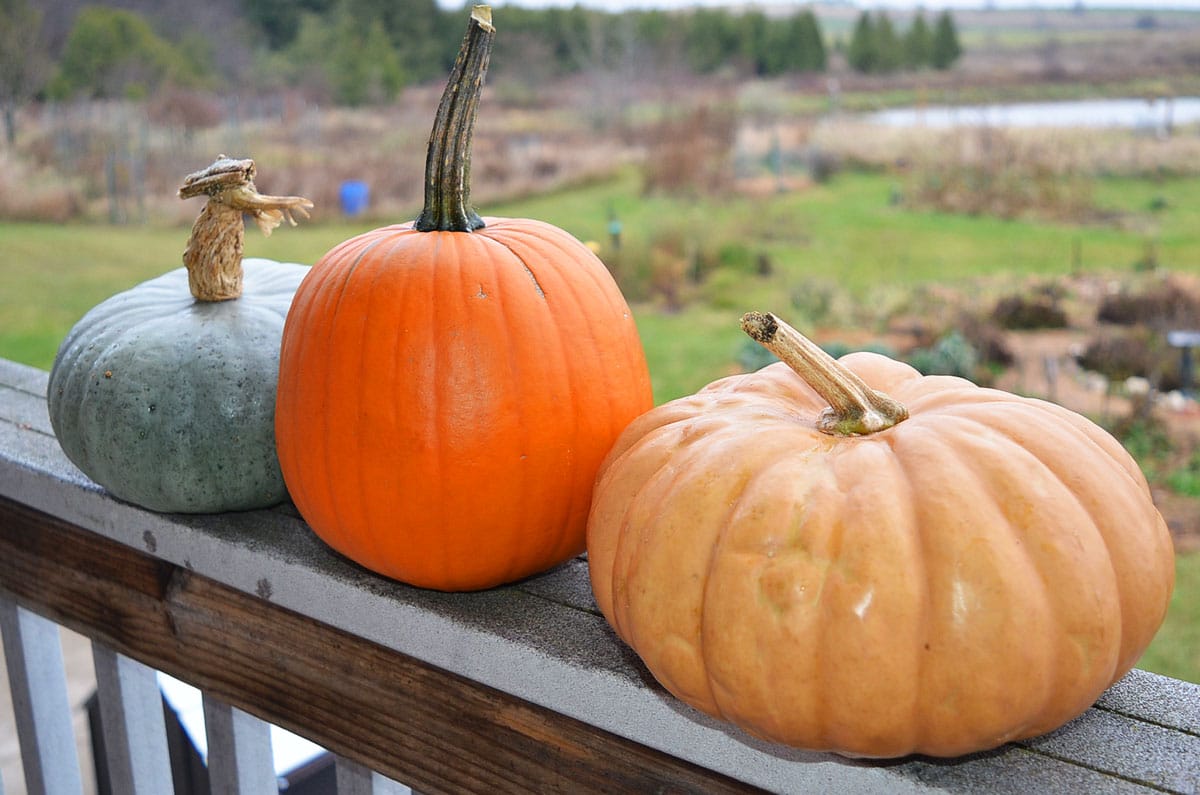 pumpkin and winter squash on railing