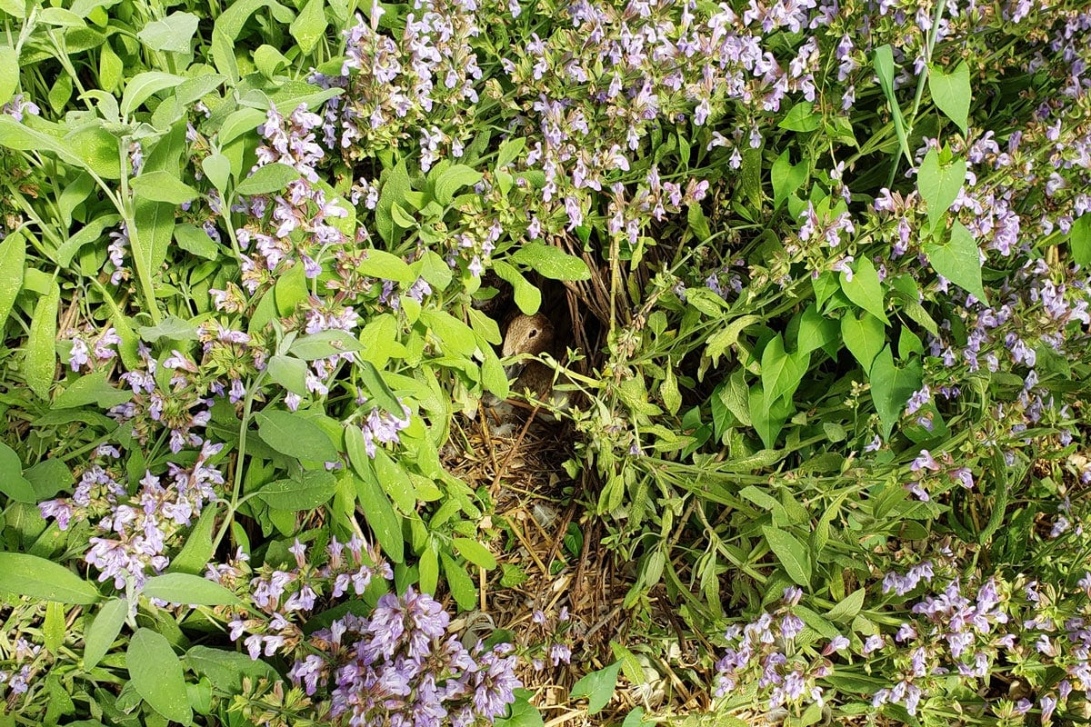 duck nesting in sage plant