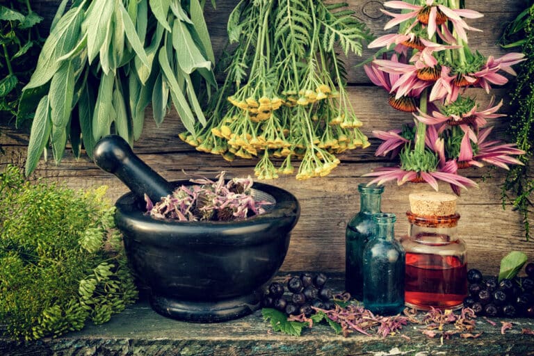 natural herbal antibiotics