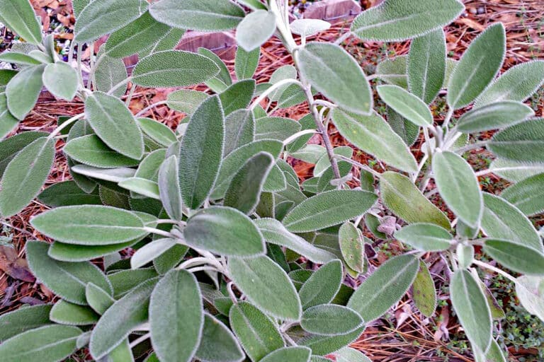 Sage (Salvia officinalis)