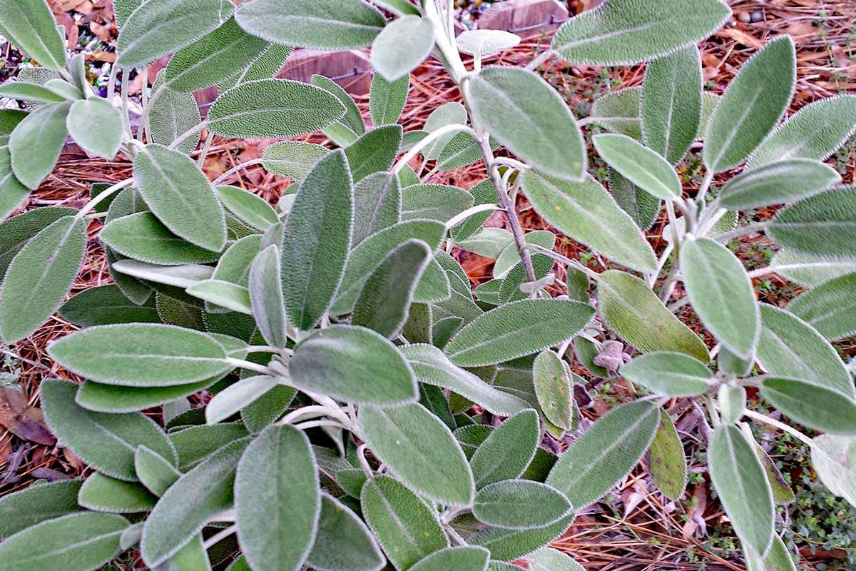 Sage (Salvia officinalis)