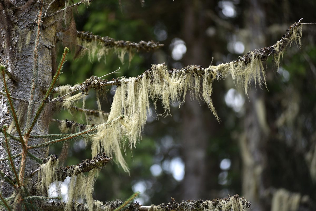 usnea barbata