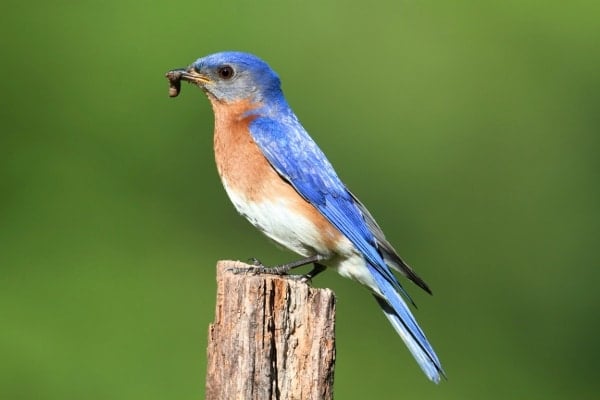 Eastern bluebird with worm