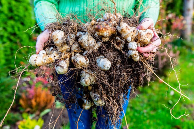 Jerusalem artichoke tubers