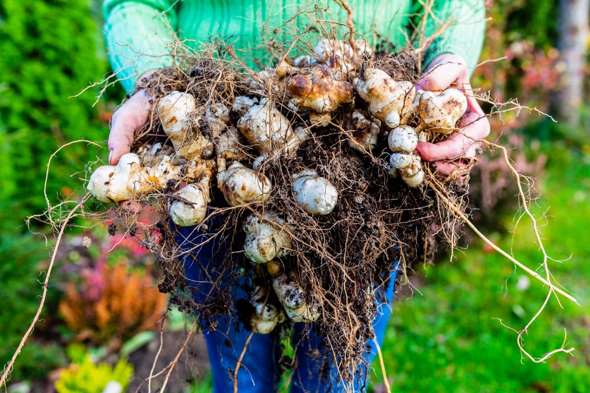 Jerusalem artichoke tubers
