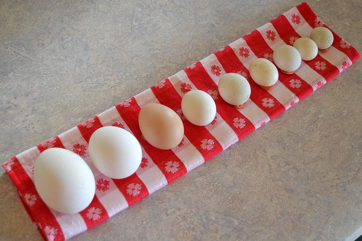 assorted egg sizes - from duck to chicken fairy eggs