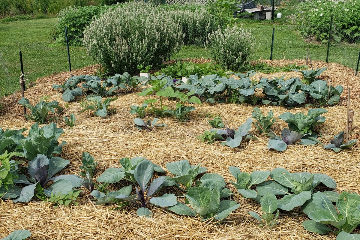 broccoli, cabbage, and cauliflower garden bed