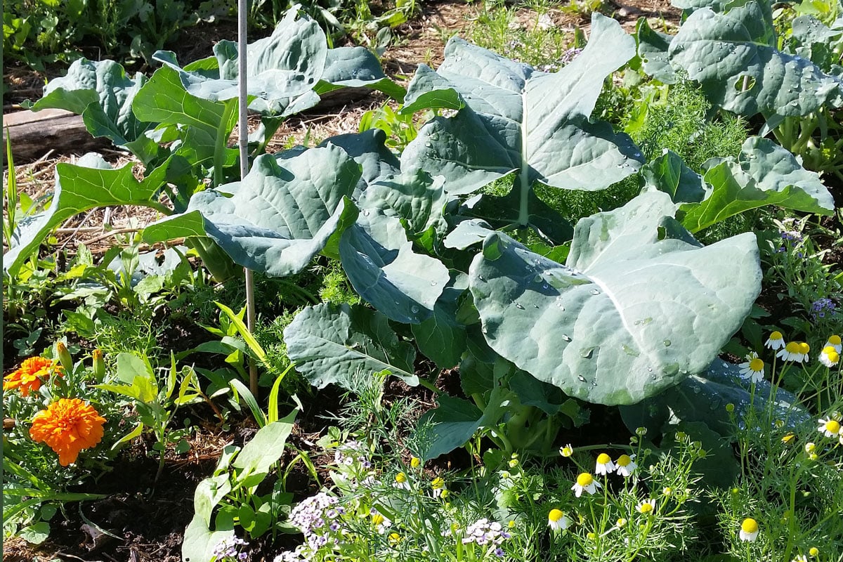 broccoli companion plants