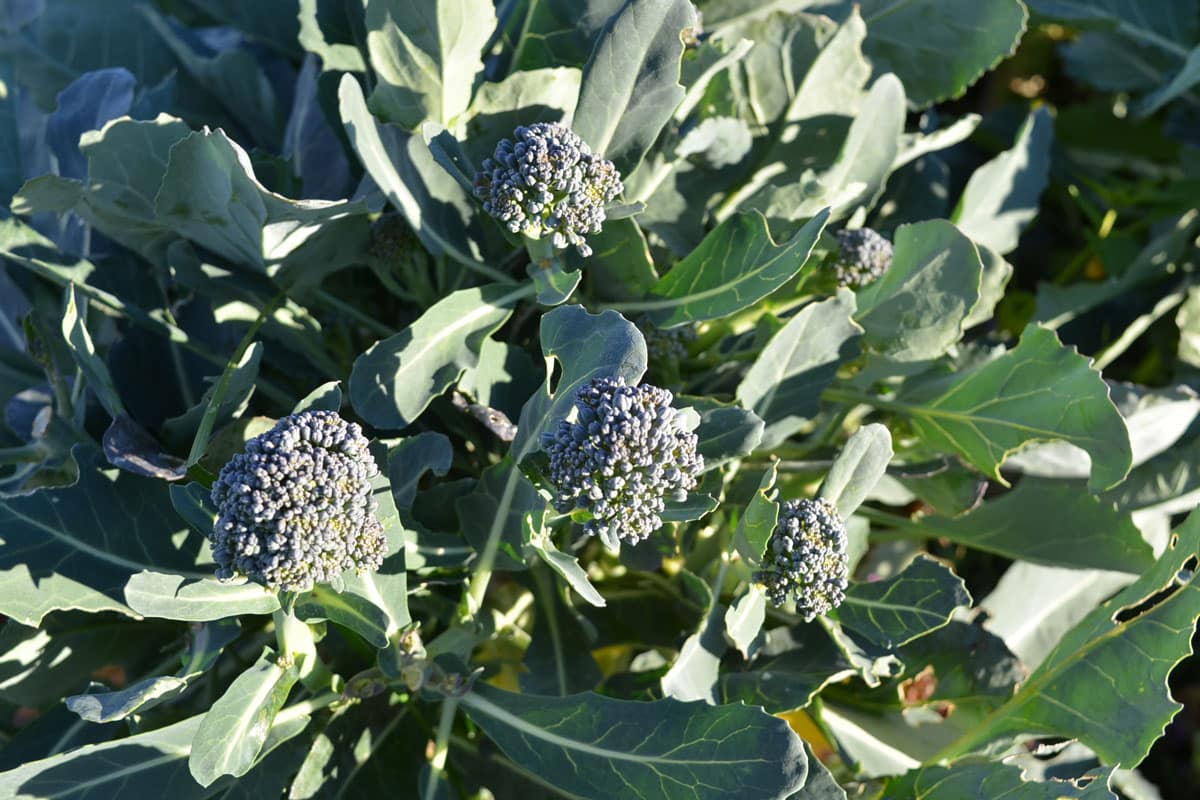 broccoli side shoots