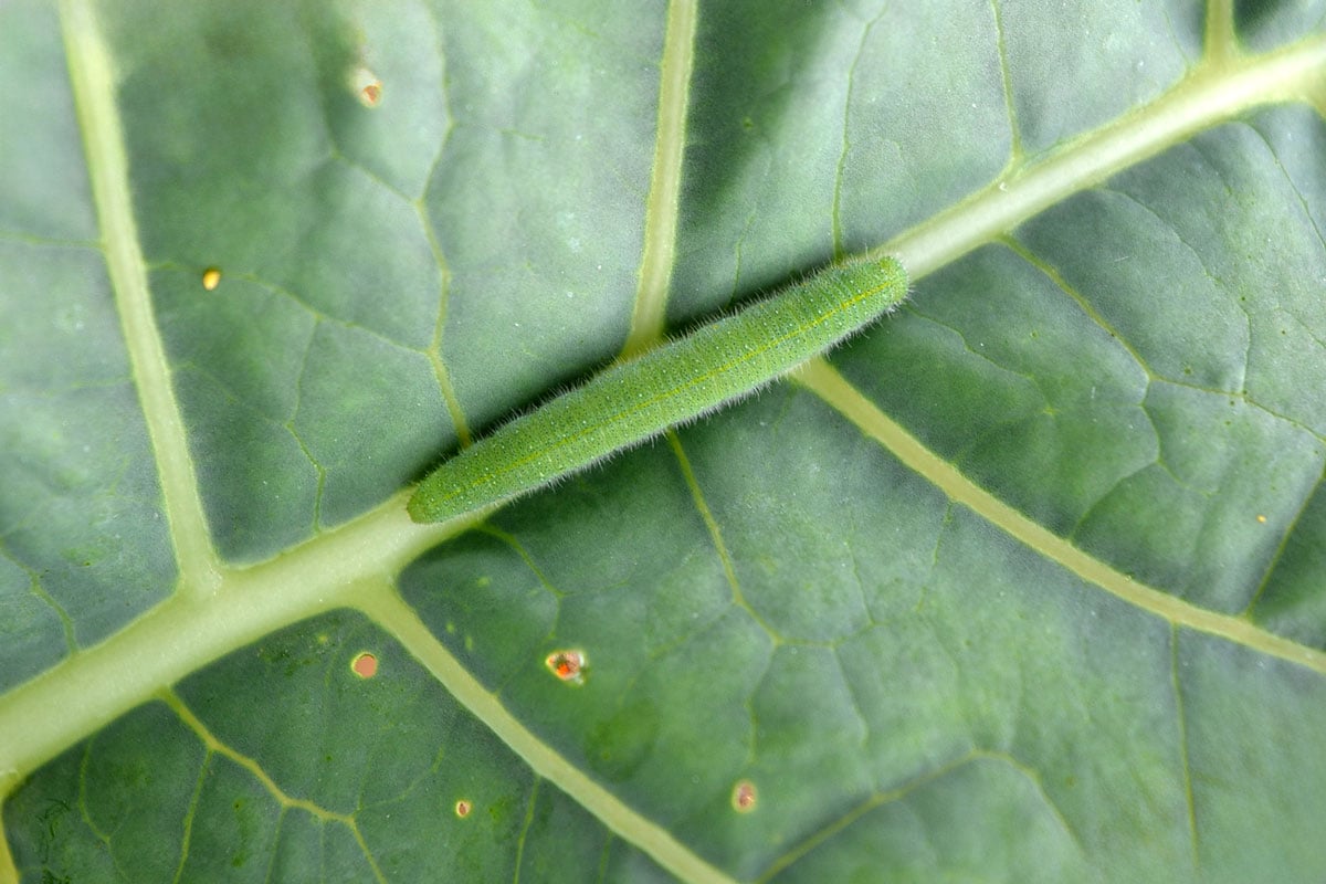 broccoli worm on leaf