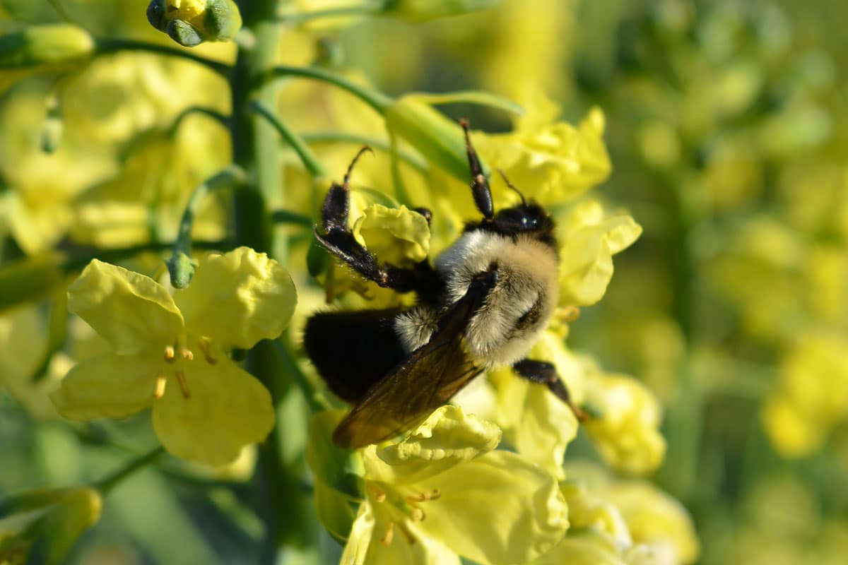 bumblebee on broccoli flowers