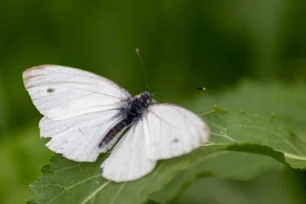cabbage white butterfly