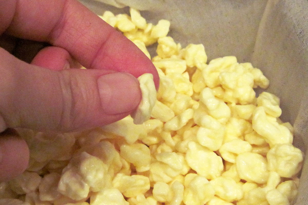 homemade cottage cheese curds after rinsing off whey