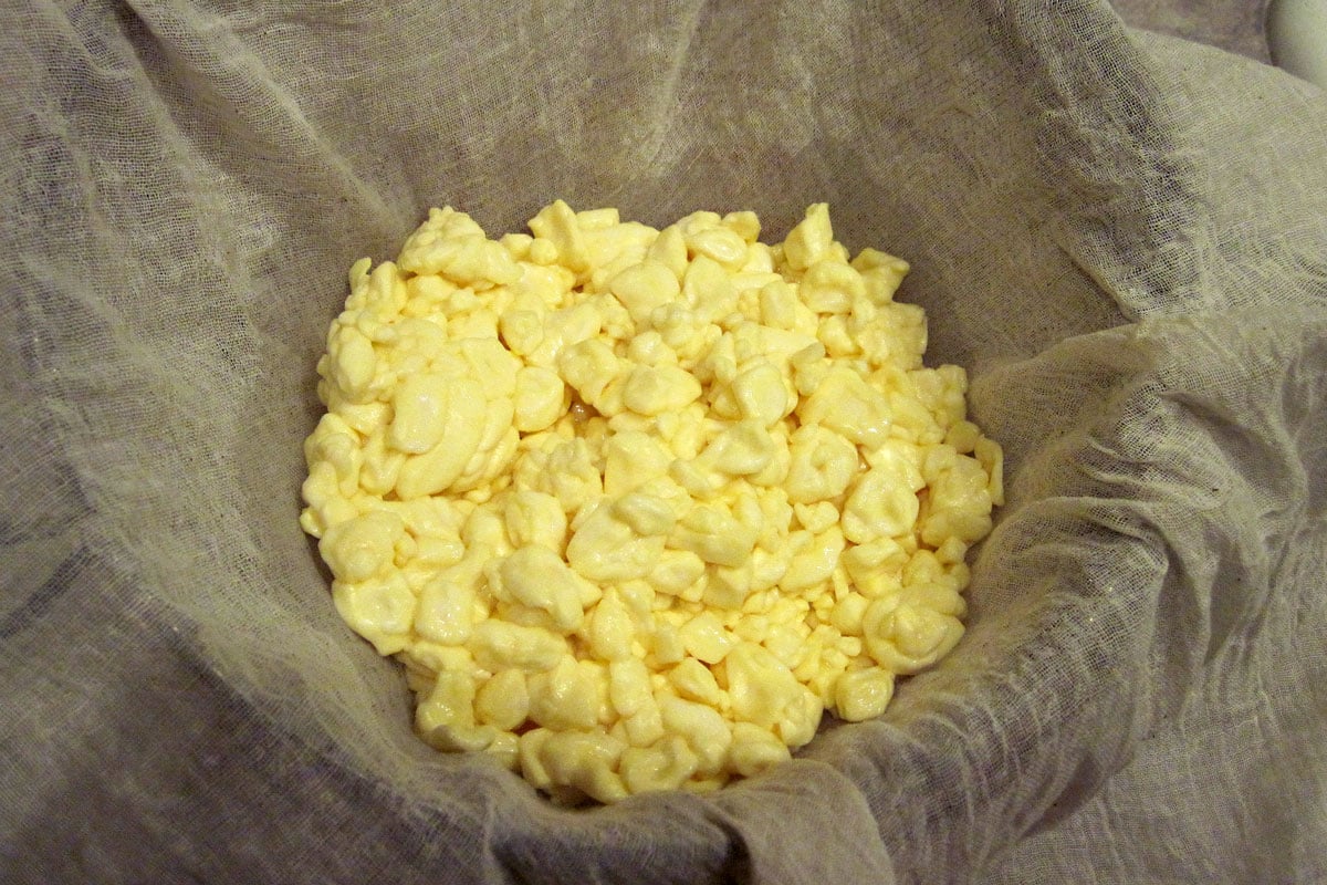 curds in colander ready to rinse off the whey