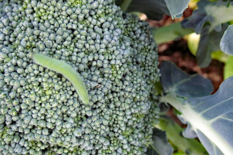broccoli worm on head of broccoli