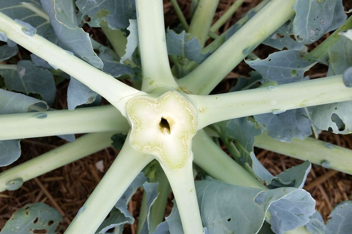 hollow broccoli stem