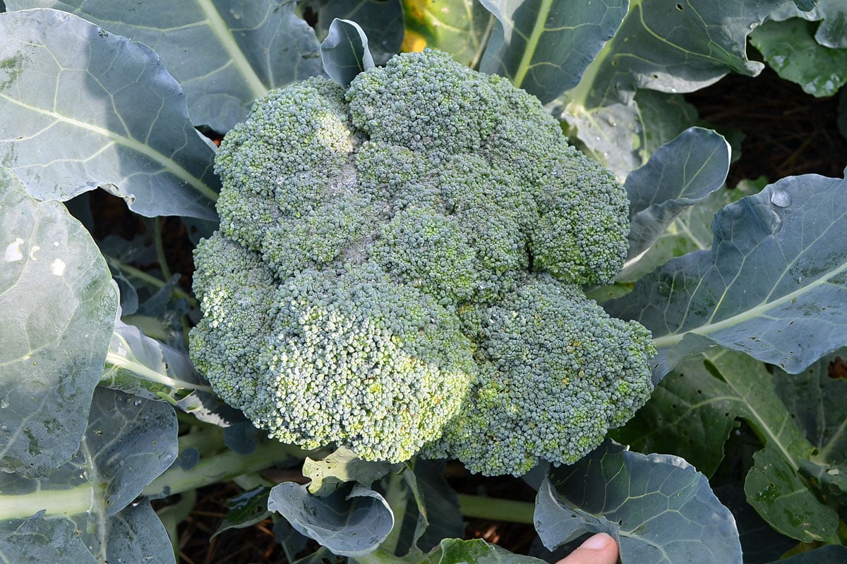 large broccoli growing in the garden