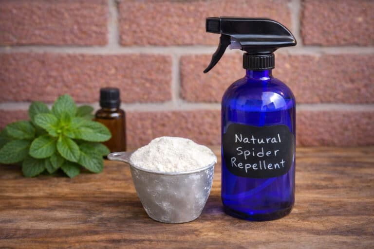natural spider repellent spray and DE