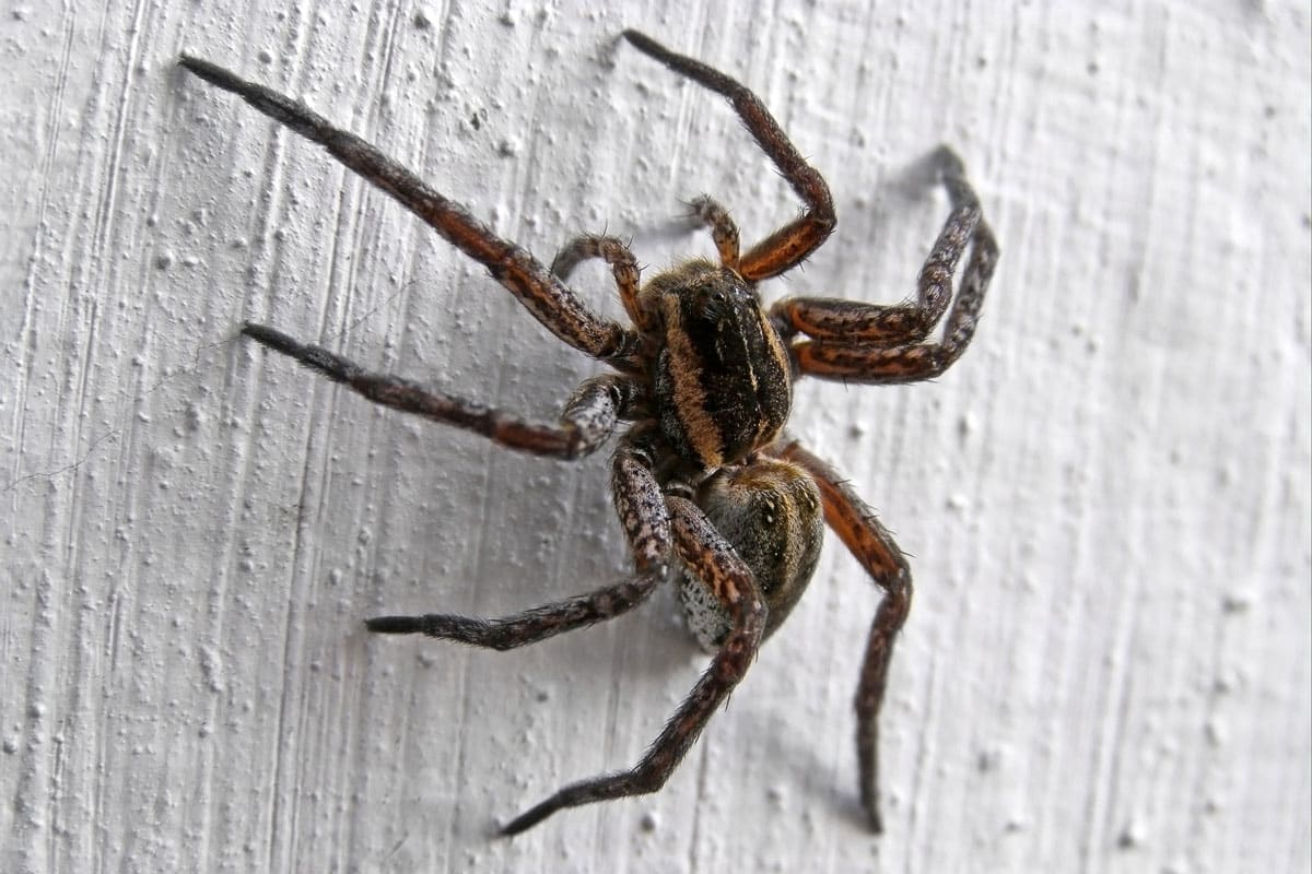 spider on white background