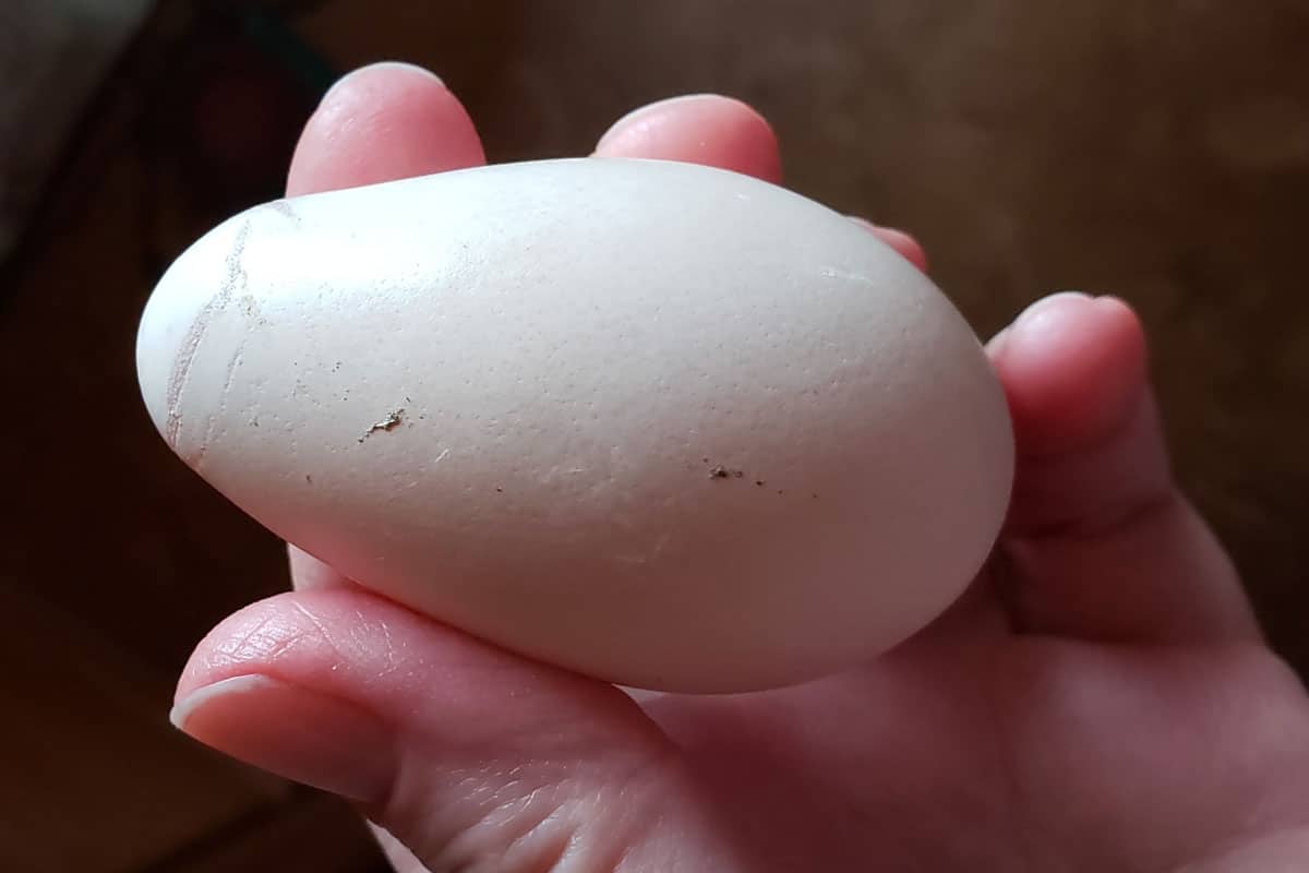 odd shaped egg
