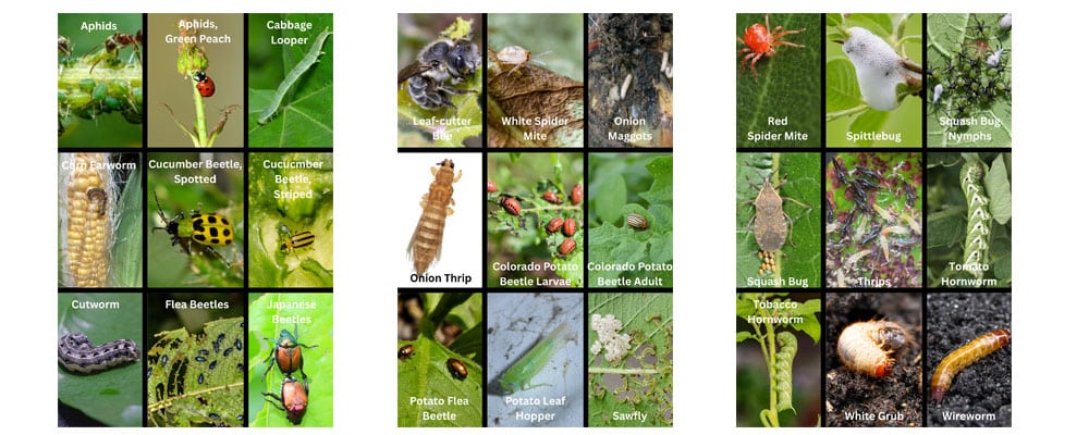pest ID sheets