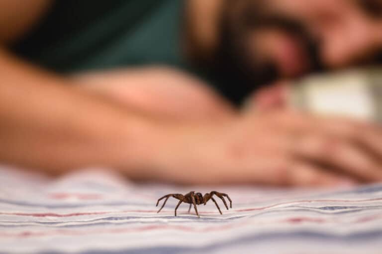 spider bite waiting to happen