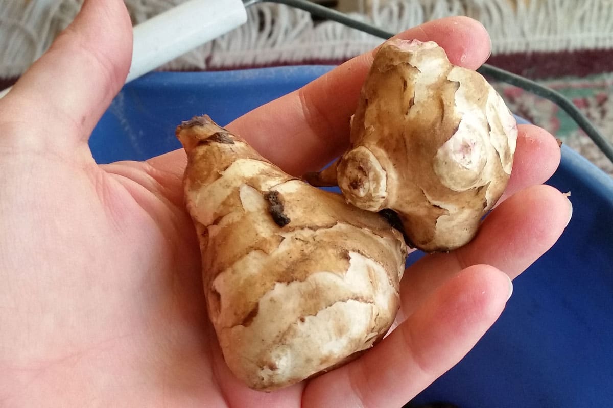 sunchokes (Jerusalem artichokes) tubers