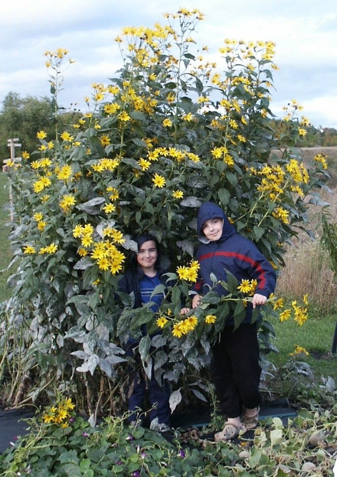 two boys with sunchoke plants in flower