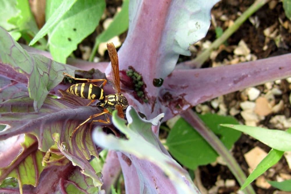 wasp hunting broccoli worms
