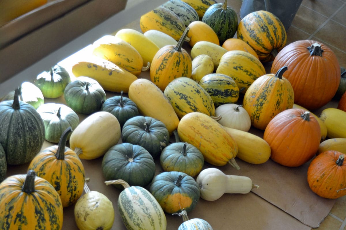 above ground root cellar storage