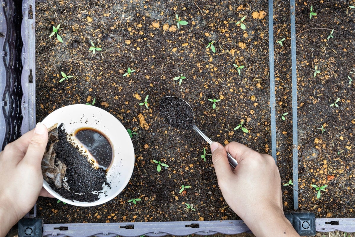 adding coffee grounds in garden