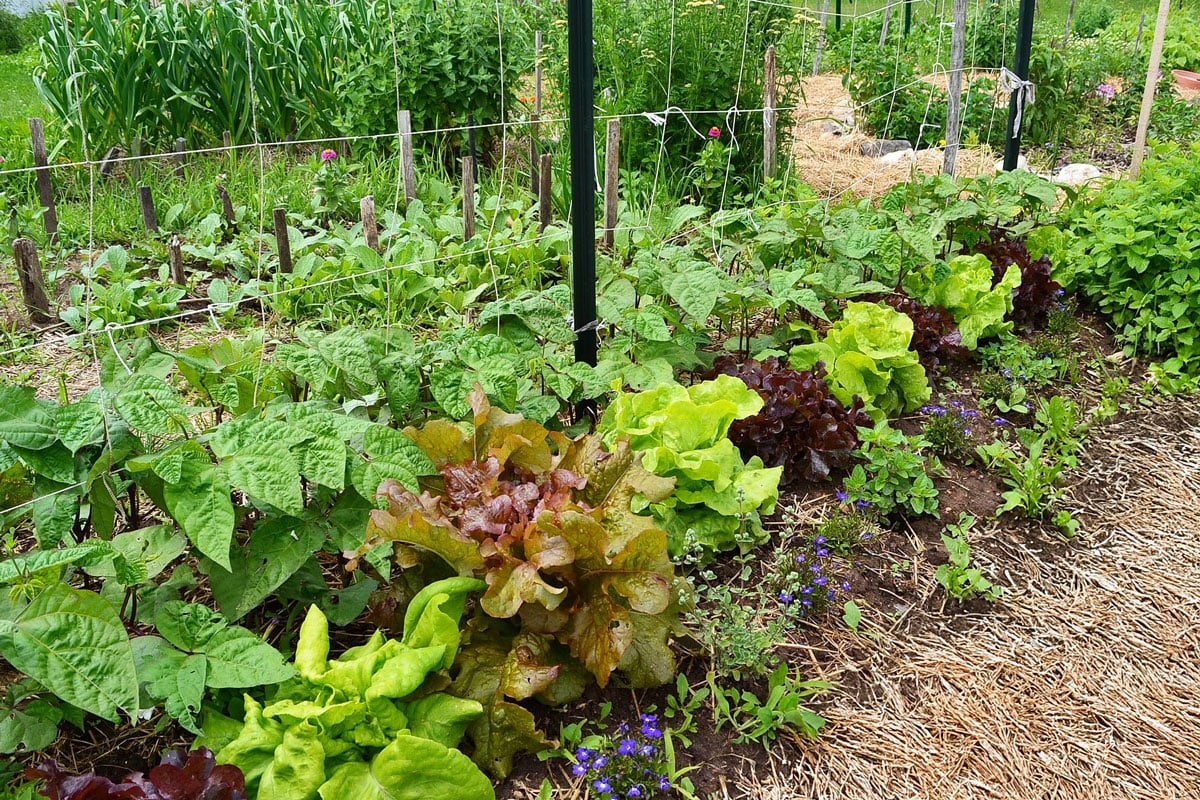 start a garden with vegetables, flowers, and herbs