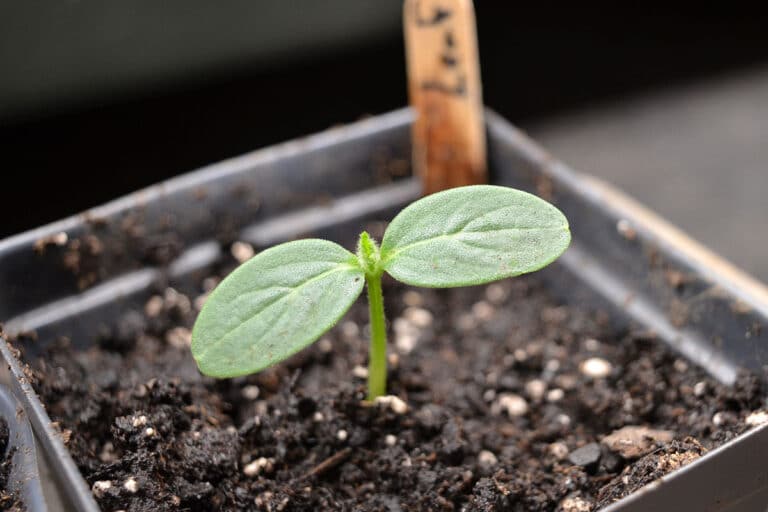 start seeds - cucumber seedling