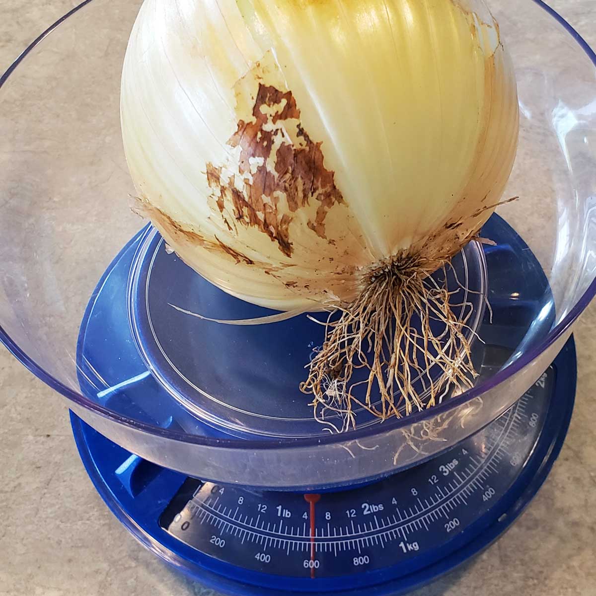 big onion from seed