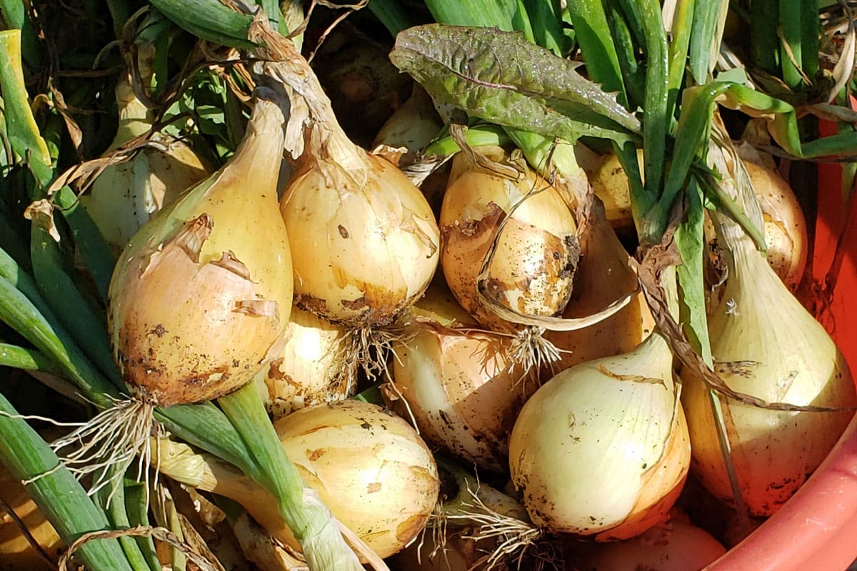 bin of beautiful homegrown onions from seed