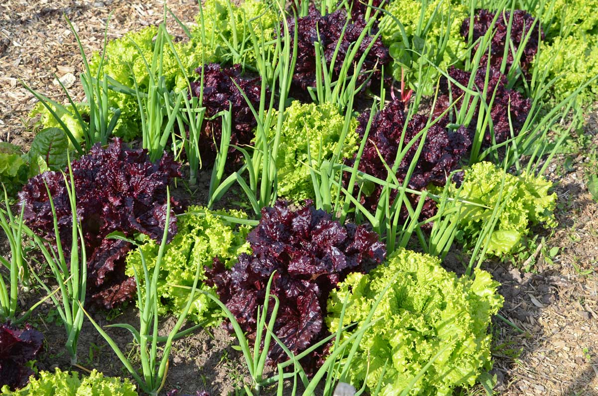 onion companion planting