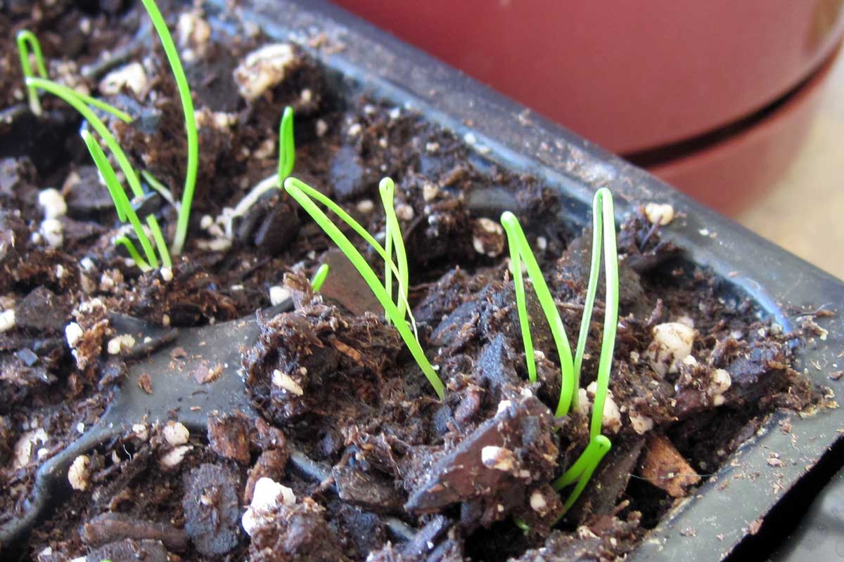 onion seedlings emerging from soil